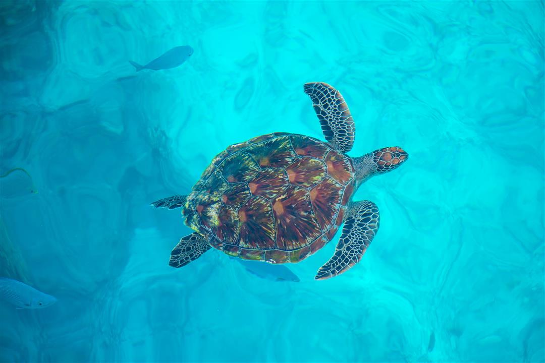 Gallery image for Similan Islands By Power Catamaran (Premium)