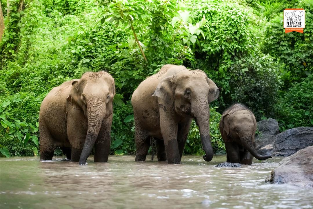 Elephant Jungle Sanctuary Phuket