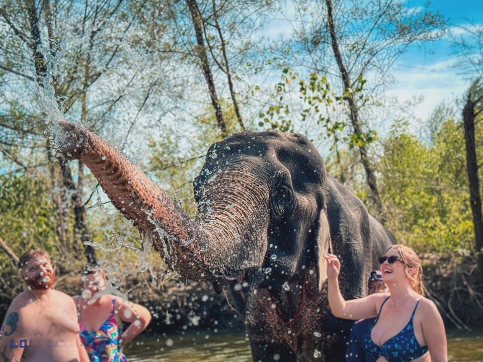 Gallery image for Rafting & Elephant Bathing